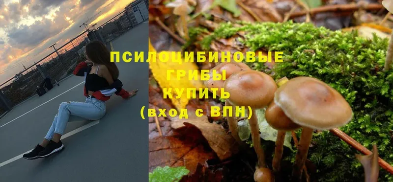 Псилоцибиновые грибы Psilocybe  маркетплейс телеграм  Корсаков 